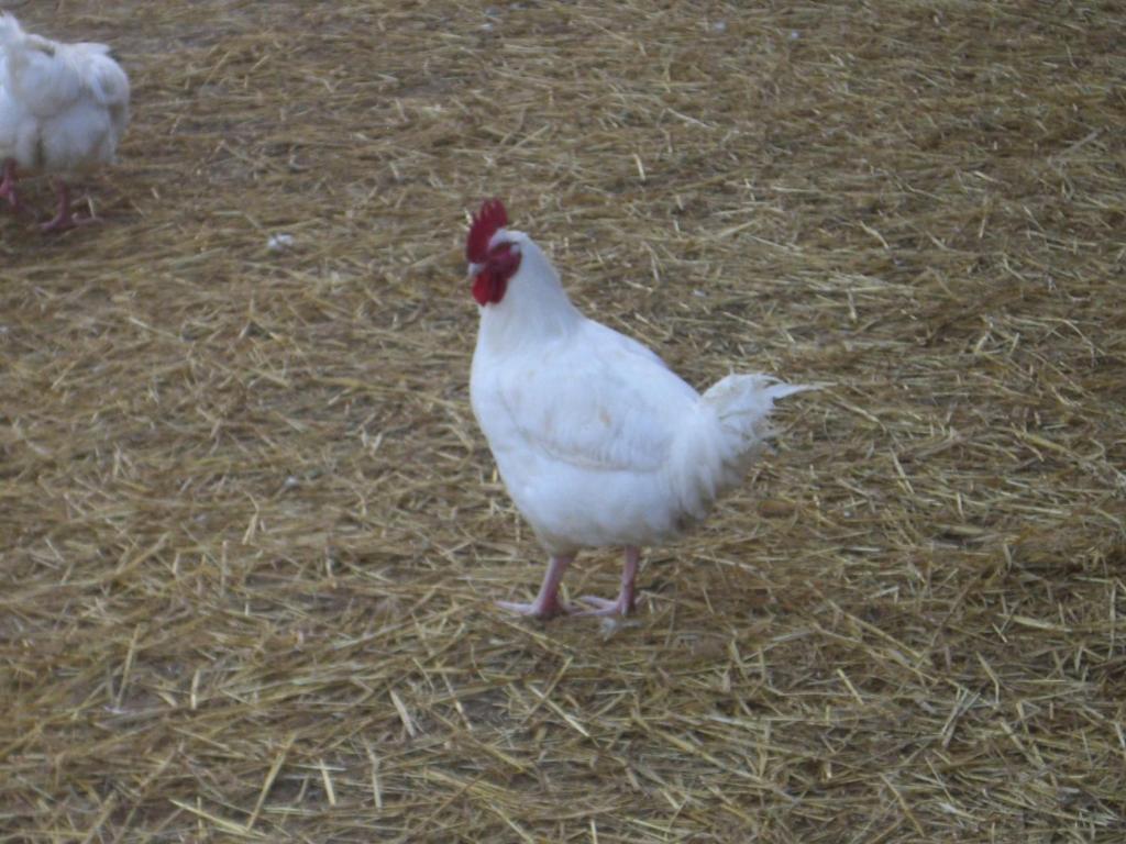 Gites De La Ferme Auberge De Mesauboin Billé Buitenkant foto