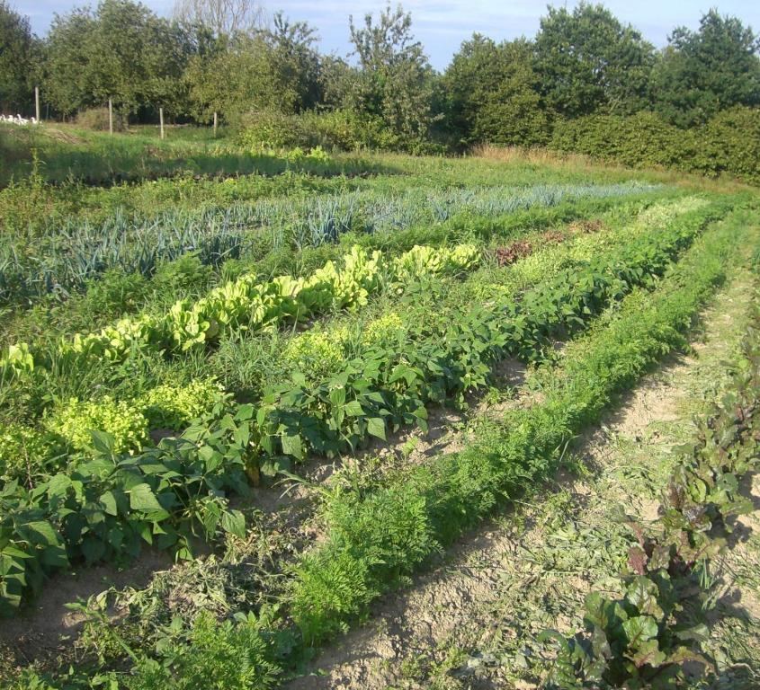 Gites De La Ferme Auberge De Mesauboin Billé Buitenkant foto