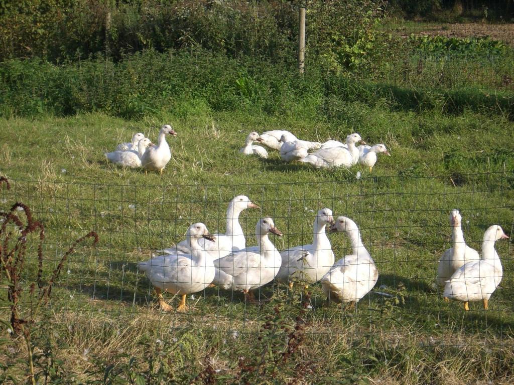 Gites De La Ferme Auberge De Mesauboin Billé Buitenkant foto